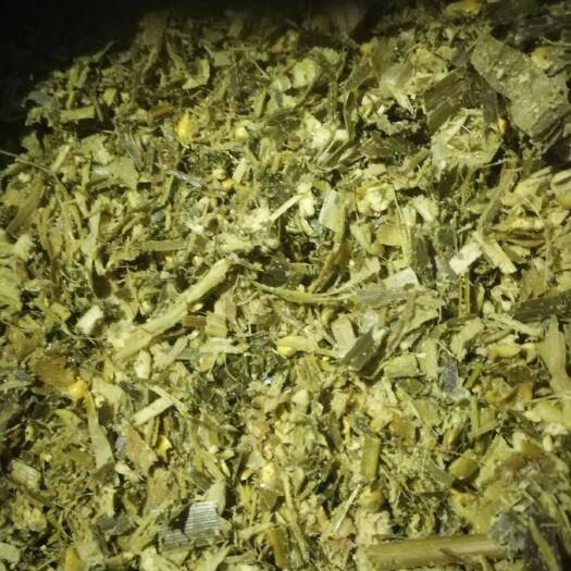 阳信县玉米秸秆，青储草