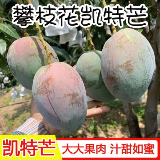 攀枝花四川攀枝花凯特大青芒果原产自家货源供货