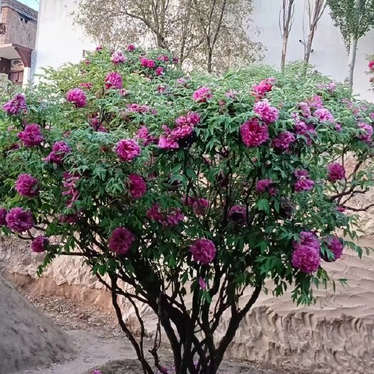 广河县牡丹树