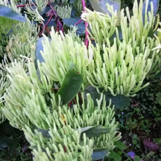 溆浦县山银花