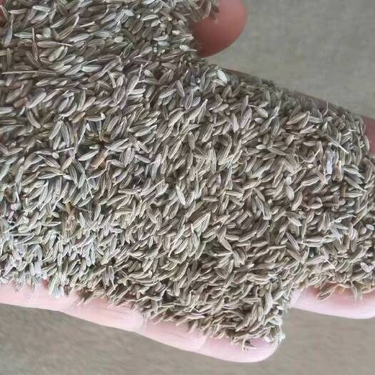 中山市净货新疆吐鲁番孜然粒