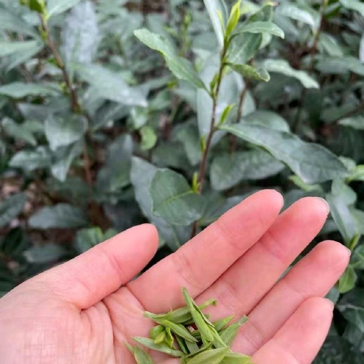 苏州【洞庭西山·群体小叶种·原产碧螺春】洞庭西红柿碧螺春绿茶新茶