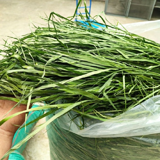 岷县23年提摩西草烘干晒干全叶幼兔子草北提龙猫荷兰猪豚鼠牧草新鲜