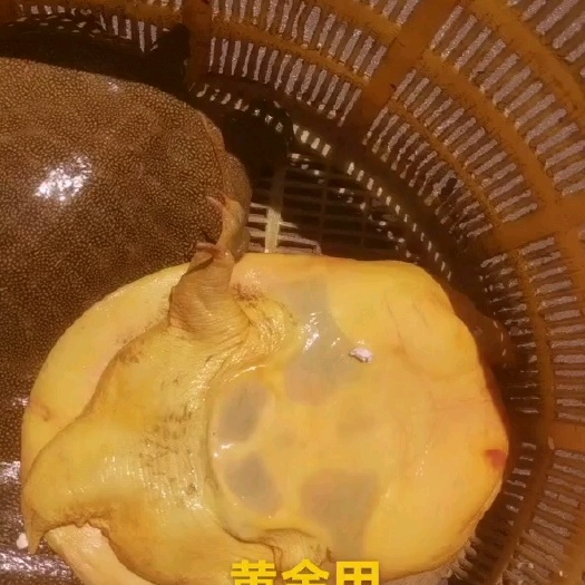 河北鱼     生长周期长   颜色好  品质高