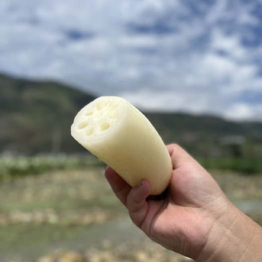 丽江新鲜现挖现发莲藕九孔脆藕