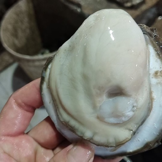 湛江湛江生蚝带壳批发