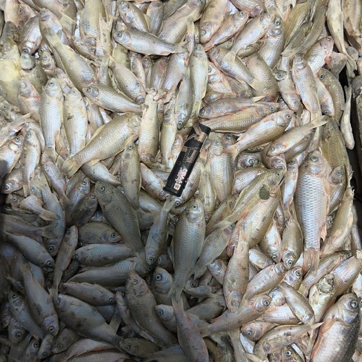 大连东北鲫鱼，5-10公分