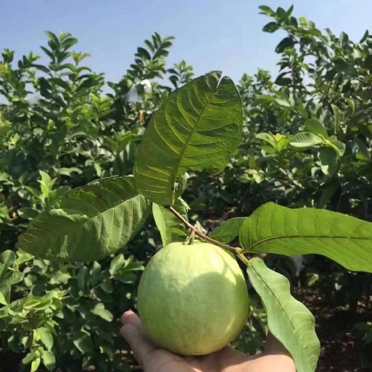 广州南沙巴乐，又名石榴。口感脆甜，可提供礼品包装。