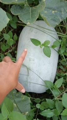 弥渡县大理白皮冬瓜