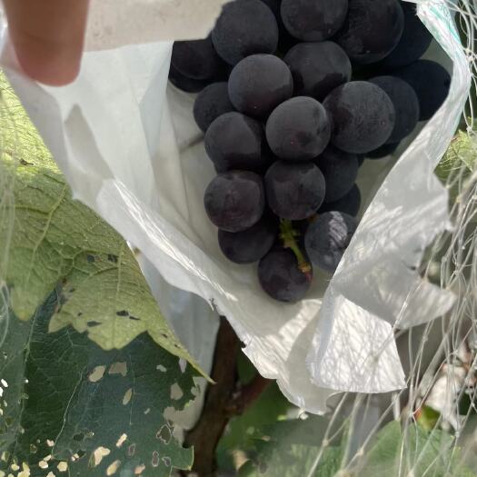 仁寿县巨峰葡萄