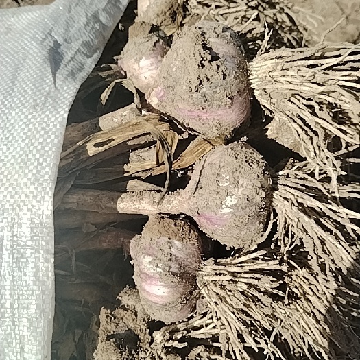 新鲜大蒜