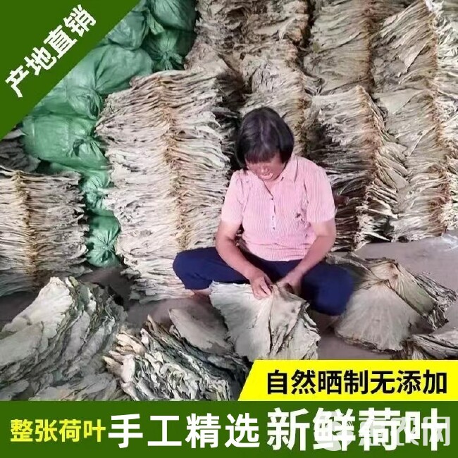 精远整张荷叶整包半径25cm以上