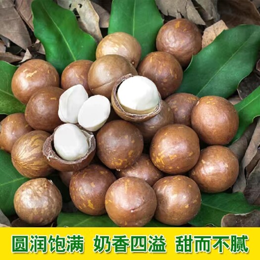 镇沅县云南新鲜坚果生夏威夷果原味干果新货夏果孕妇零食夏威夷生果