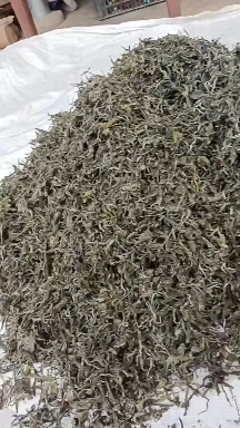 镇康县百年古茶  古树单株