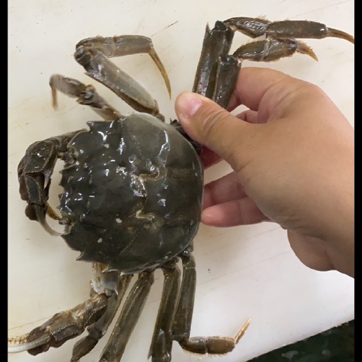 大闸蟹