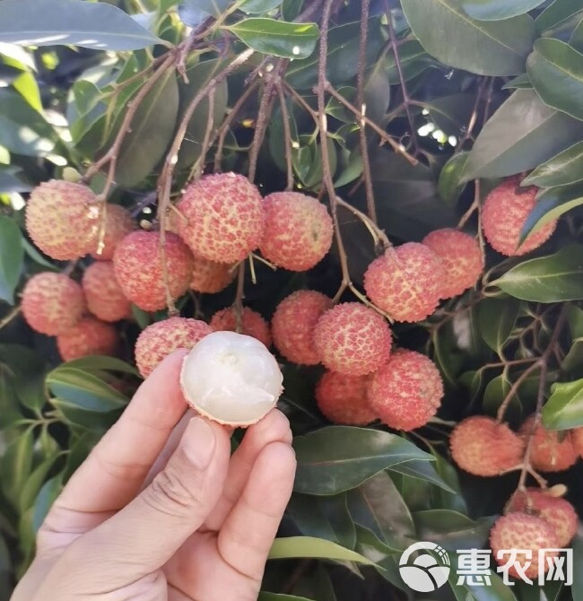 合江精品荔枝黛绿