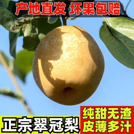 湖南汝城文明翠冠梨水晶梨皇冠梨脆甜水果应季