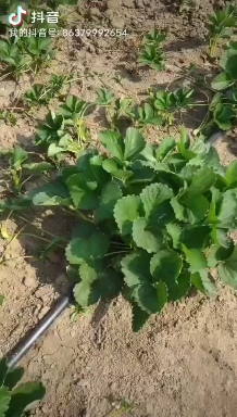 草莓苗久香，红颜 宁玉草莓苗基地直发量大从优