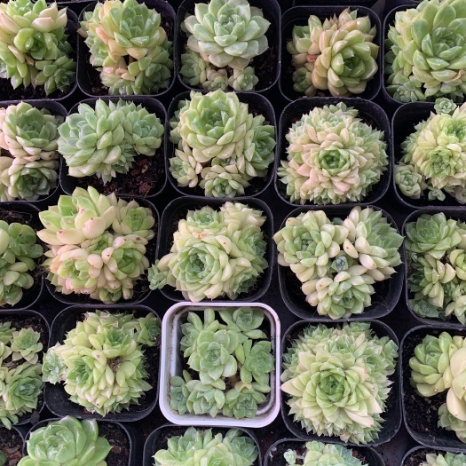 昆明麦秆多肉群生组合