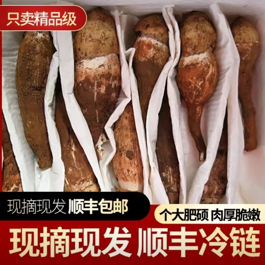 西昌市鸡枞菌