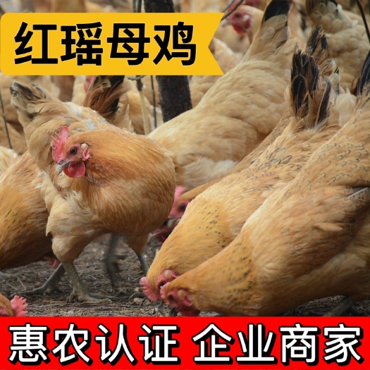 衡阳土鸡苗 红瑶土鸡 黄麻羽土鸡 厂家批发