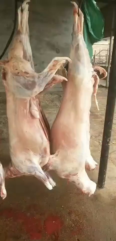 羊白条，羊酮体，烤全羊专用