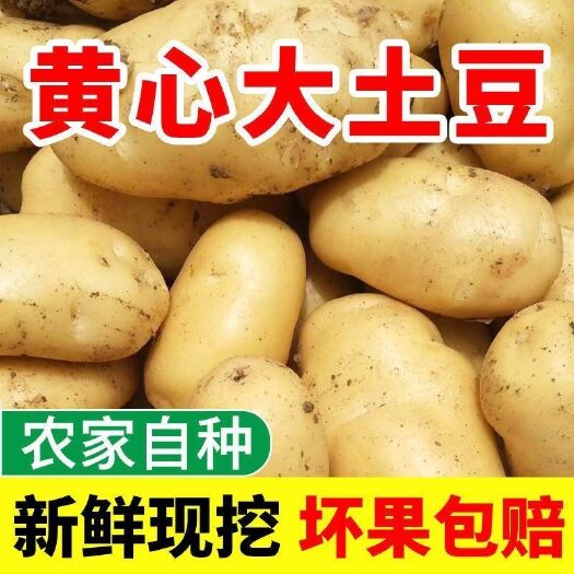 精选黄皮土豆现摘现发大果粉面香现货秒发支持电商一件代发