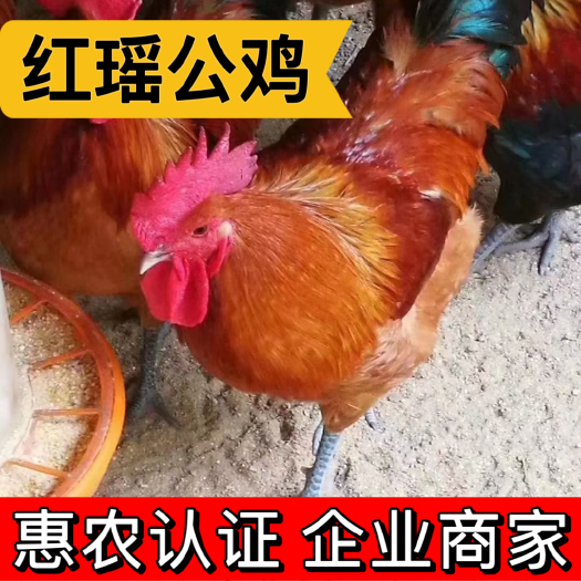 衡阳鸡苗 红瑶公鸡 青脚红毛黑尾 大红冠公鸡