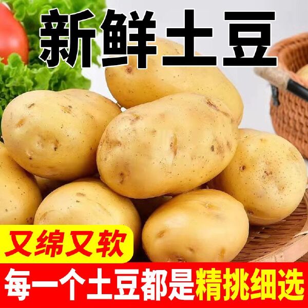 精选黄皮土豆现摘现发大果粉面香现货秒发支持电商一件代发