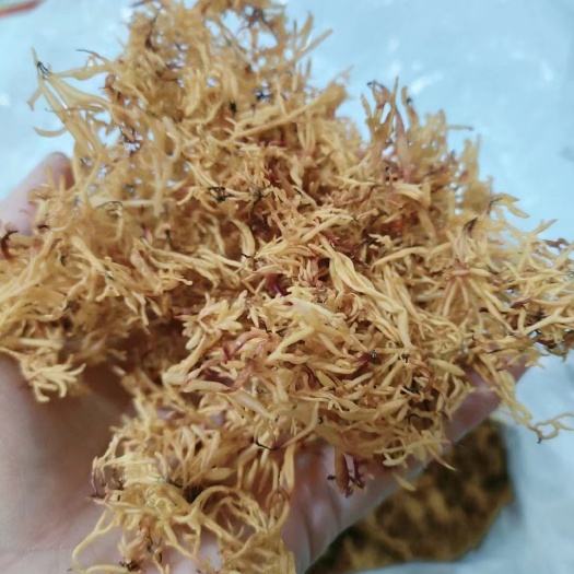 南澳县南澳赤菜，海底燕窝，天然自晒，源头一手货