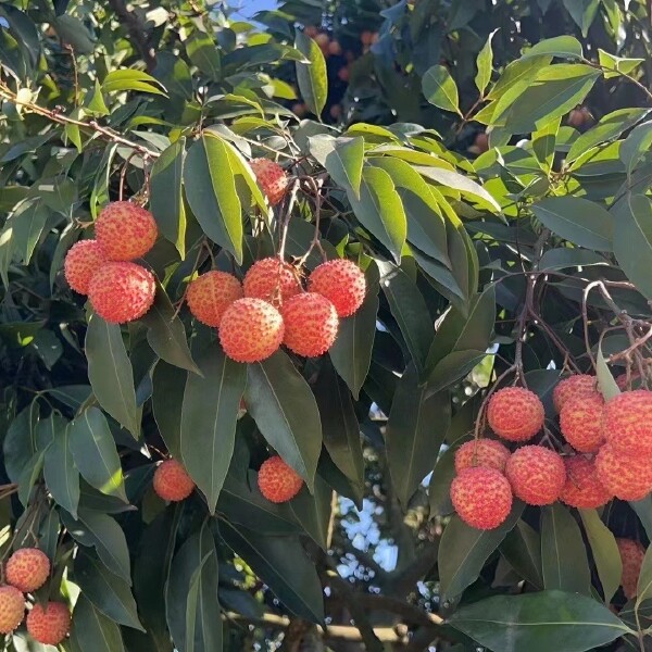 合江精品荔枝黛绿