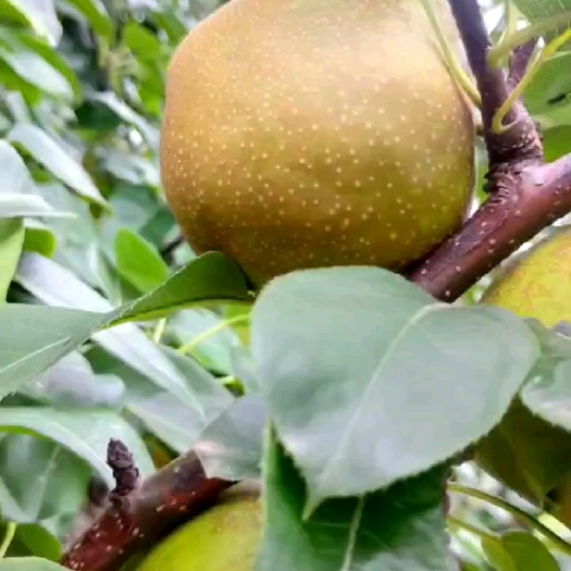 睢宁县翠冠梨光果  套袋青皮翠冠梨，皮薄肉细脆甜爽口