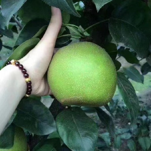 常州焦溪蜜梨，梨子果肉晶莹剔透，没有打蜡的生态梨子