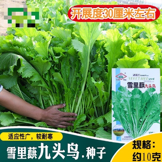 河间市雪里蕻九头鸟种子 农田菜园可四季盆栽中熟芥辣味浓雪里蕻蔬菜籽