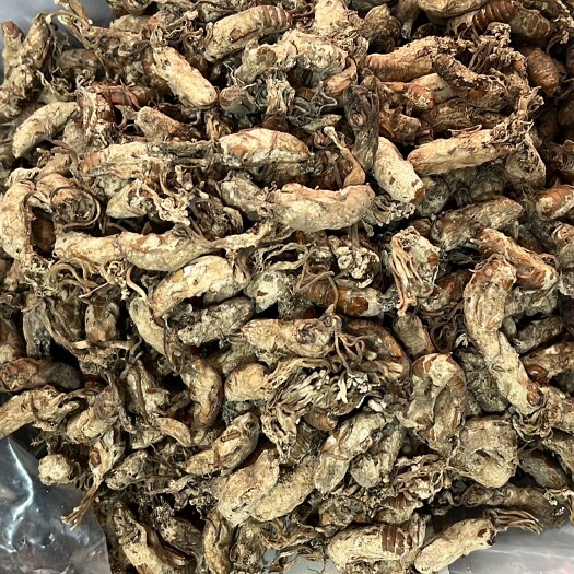 邵东市金蝉花 产地直销