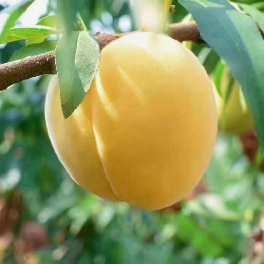 炎陵县正宗湖南炎陵黄桃