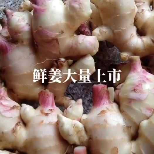 武平县大肉姜