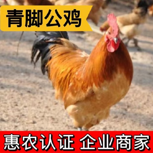 衡阳土鸡苗 青脚红冠土鸡 青脚红毛黑尾大公鸡