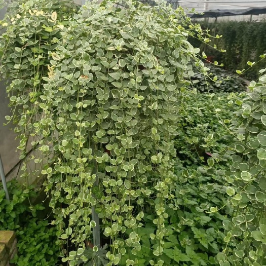 兴文县中华藤大量批发