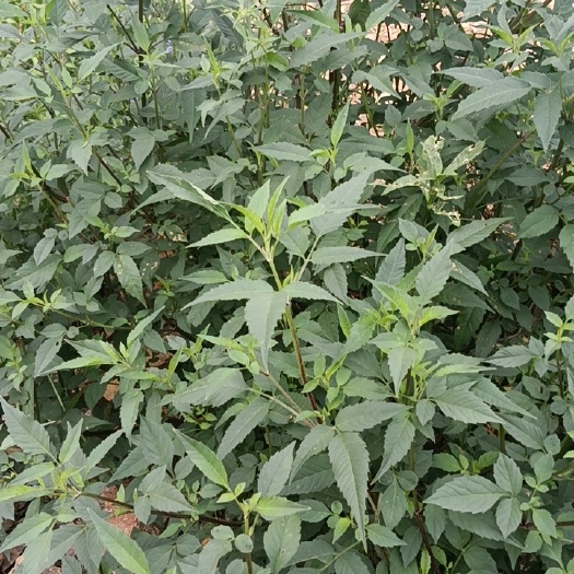 湘潭县鬼针草