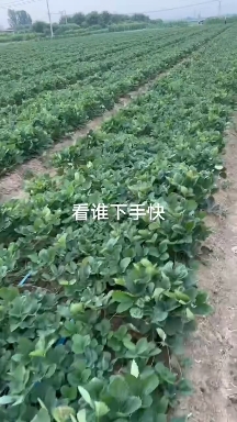 草莓苗久香，红颜 宁玉草莓苗基地直发量大从优