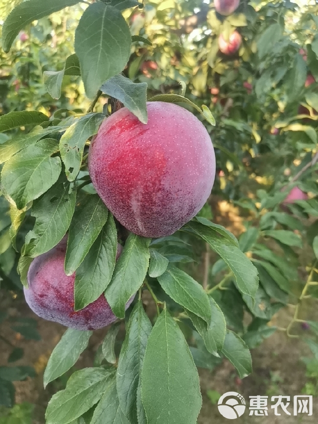 绝色红布林，正在大量接单中，货源充足