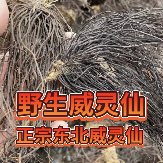 长春东北威灵仙干货威灵仙