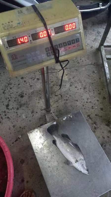 江门出售 盲曹 尖吻鲈鱼