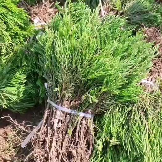 凤阳县龙柏