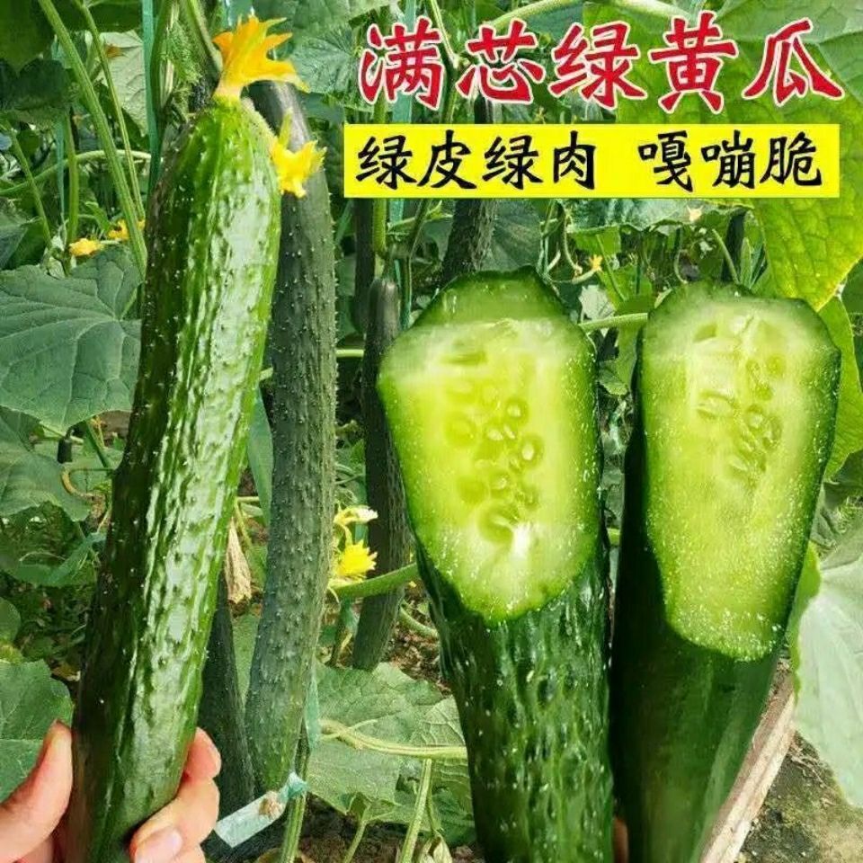 强雌青皮绿肉黄瓜种子油亮型节节瓜绿瓤长黄瓜种子大田蔬菜籽