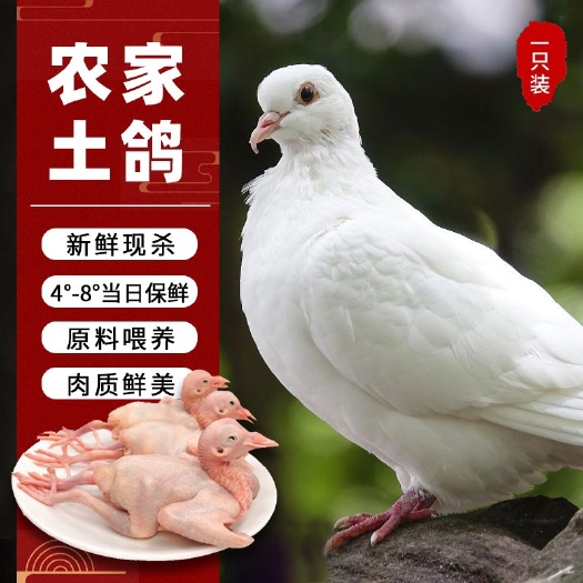 广州活杀速冻天然乳鸽300g(6两)