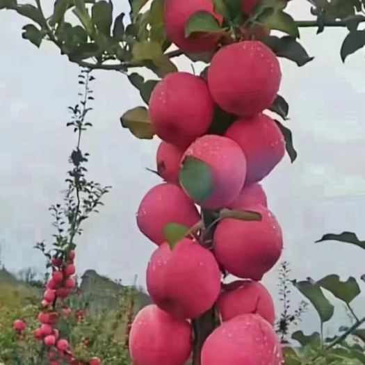 正宁县苹果红富士