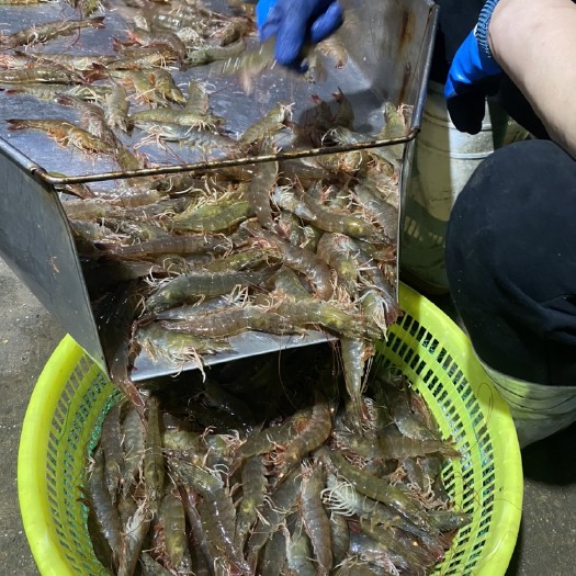 东营南美白对虾 养殖基地