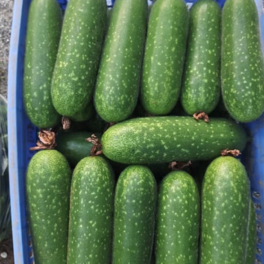 贺州毛节瓜